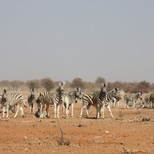 Etosha kudde zebra 4